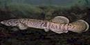 Alaska Blackfish Alaska Blackfish